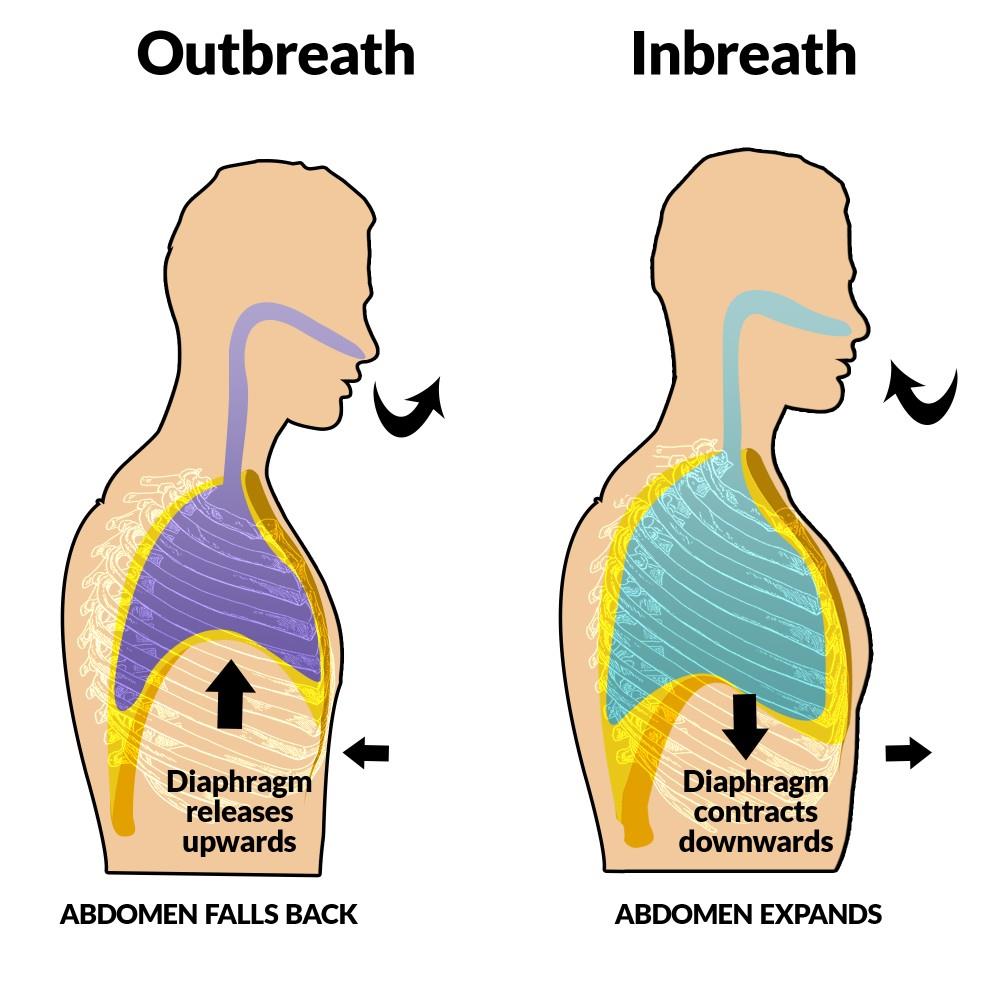 diaphragmatic excursion low