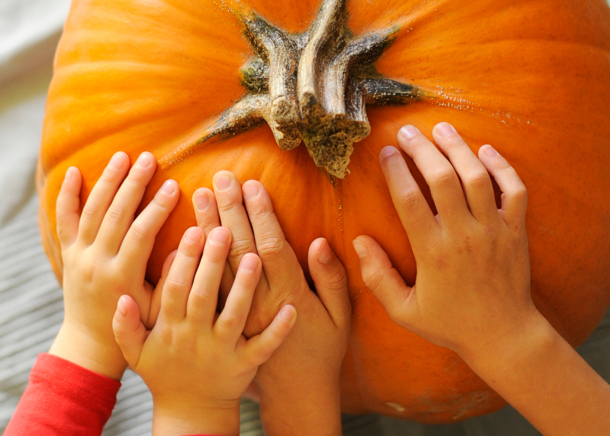 pumpkin washing pumpkin washing